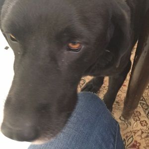 Meet your Posher, Maggie